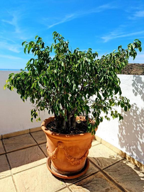 Апартаменты Blue Jasmine La Cala Del Moral Экстерьер фото